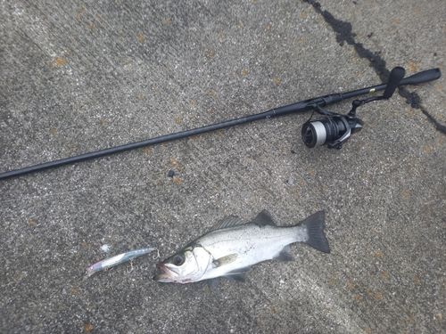 ヒラスズキの釣果