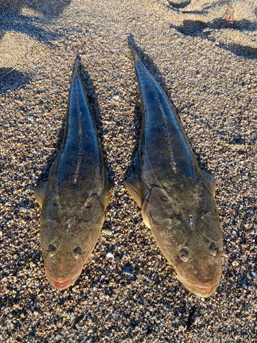 マゴチの釣果