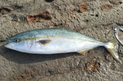 イナダの釣果