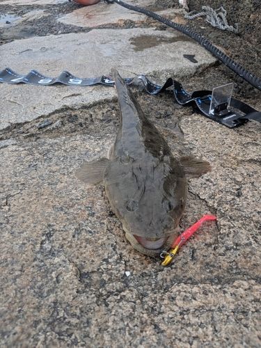 マゴチの釣果