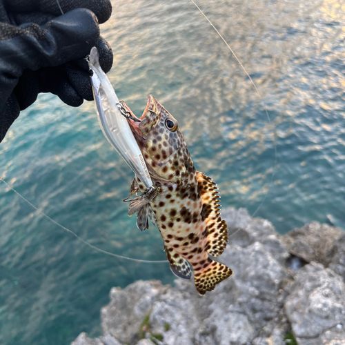 ハタの釣果
