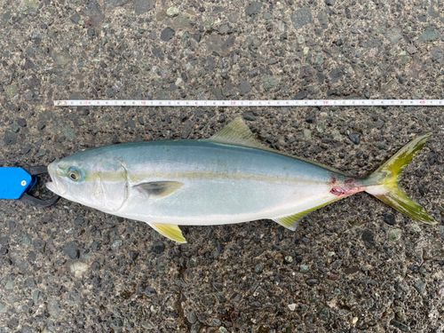 イナダの釣果