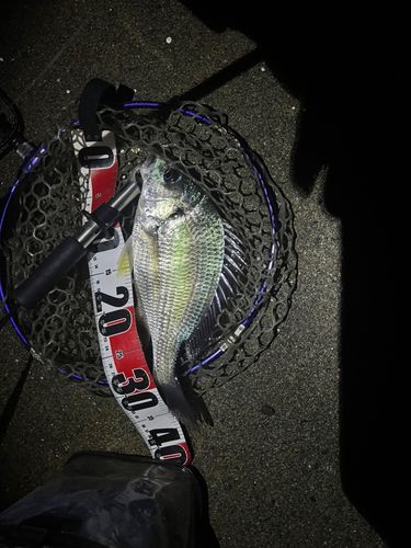 チヌの釣果