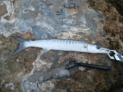 オニカマスの釣果
