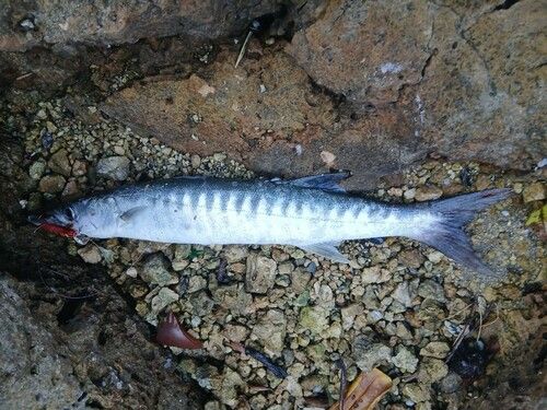 オニカマスの釣果