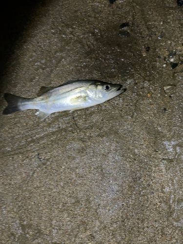 ハゼの釣果