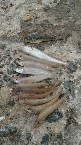 キスの釣果