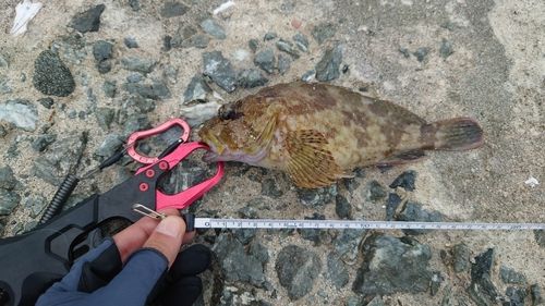 カサゴの釣果