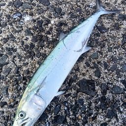サワラの釣果・釣り情報まとめ【2026年最新】 - アングラーズ | 釣果