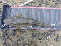 マゴチの釣果