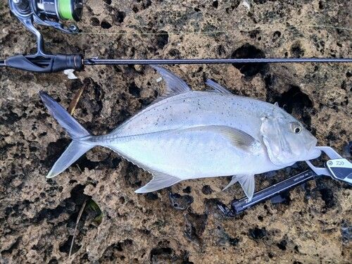 オニヒラアジの釣果