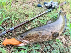 ライギョの釣果