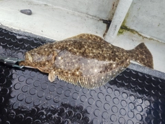 ヒラメの釣果