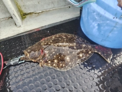 ヒラメの釣果