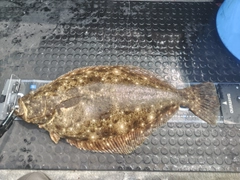ヒラメの釣果