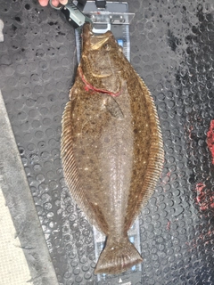 ヒラメの釣果
