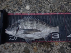 クロダイの釣果
