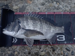 クロダイの釣果