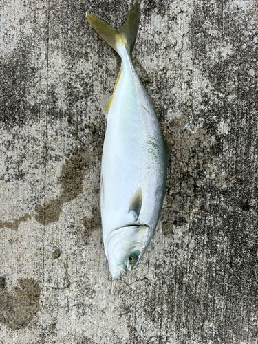 ワカシの釣果