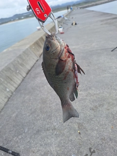 メジナの釣果