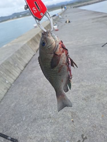 メジナの釣果