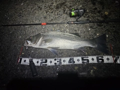 ヒラスズキの釣果