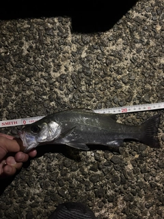 セイゴ（マルスズキ）の釣果
