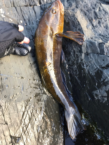 アイナメの釣果