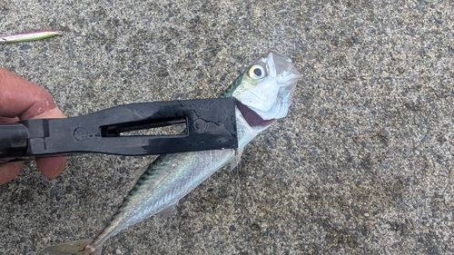 サバの釣果