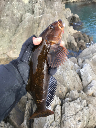 アイナメの釣果