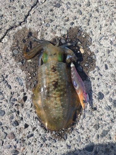 アオリイカの釣果