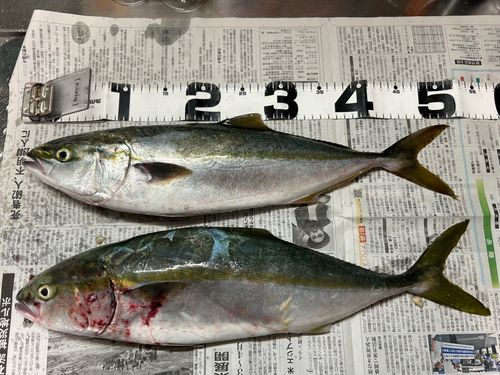 イナダの釣果