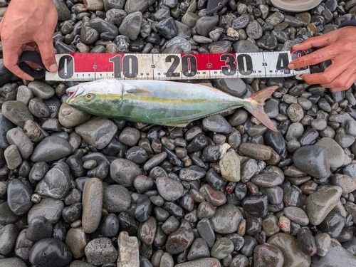 イナダの釣果