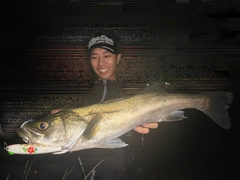 シーバスの釣果