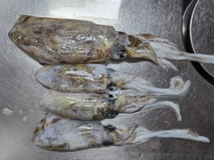 アオリイカの釣果