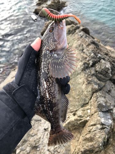 アイナメの釣果