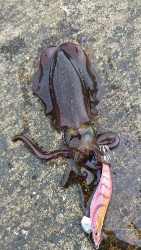アオリイカの釣果
