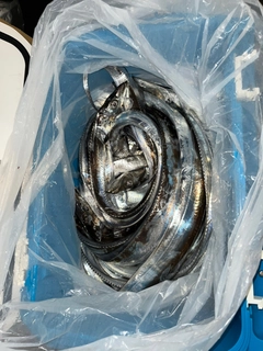 タチウオの釣果