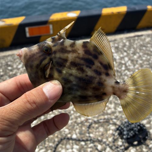 カワハギの釣果