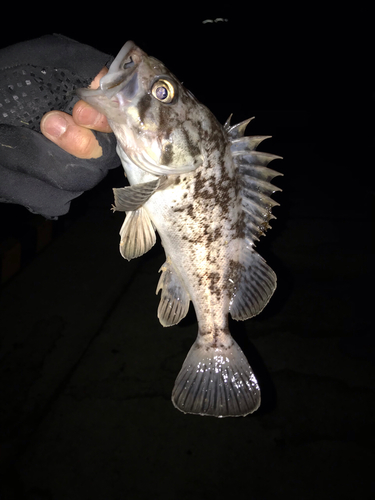 クロソイの釣果