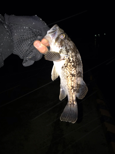 クロソイの釣果