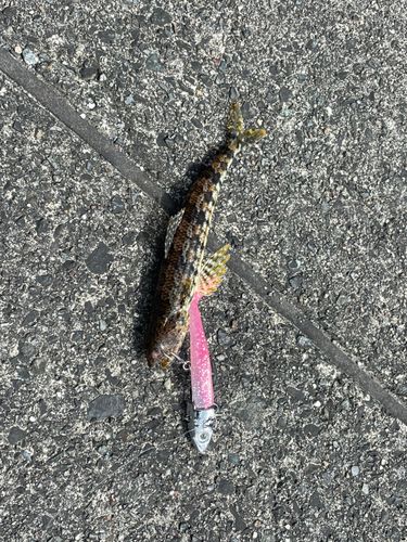 エソの釣果