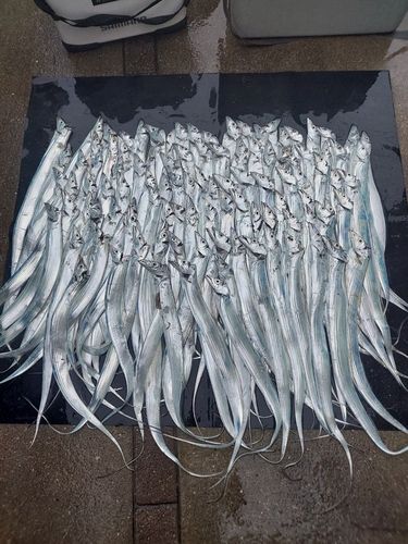 タチウオの釣果