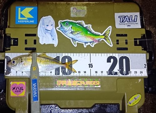 マアジの釣果