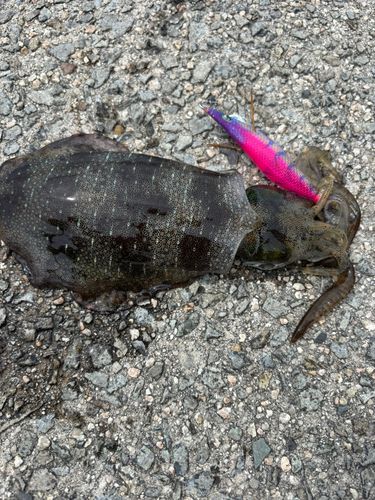 アオリイカの釣果