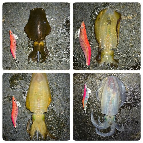 アオリイカの釣果