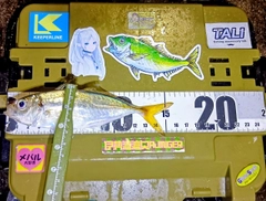 マアジの釣果