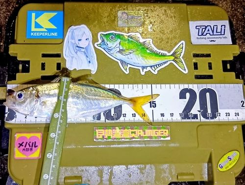マアジの釣果