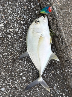 ガーラの釣果