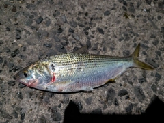 コノシロの釣果